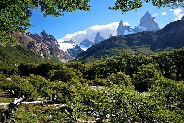 El cerro Fitz Roy entre árboles